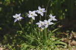 Star-of-Bethlehem <BR>Springstar